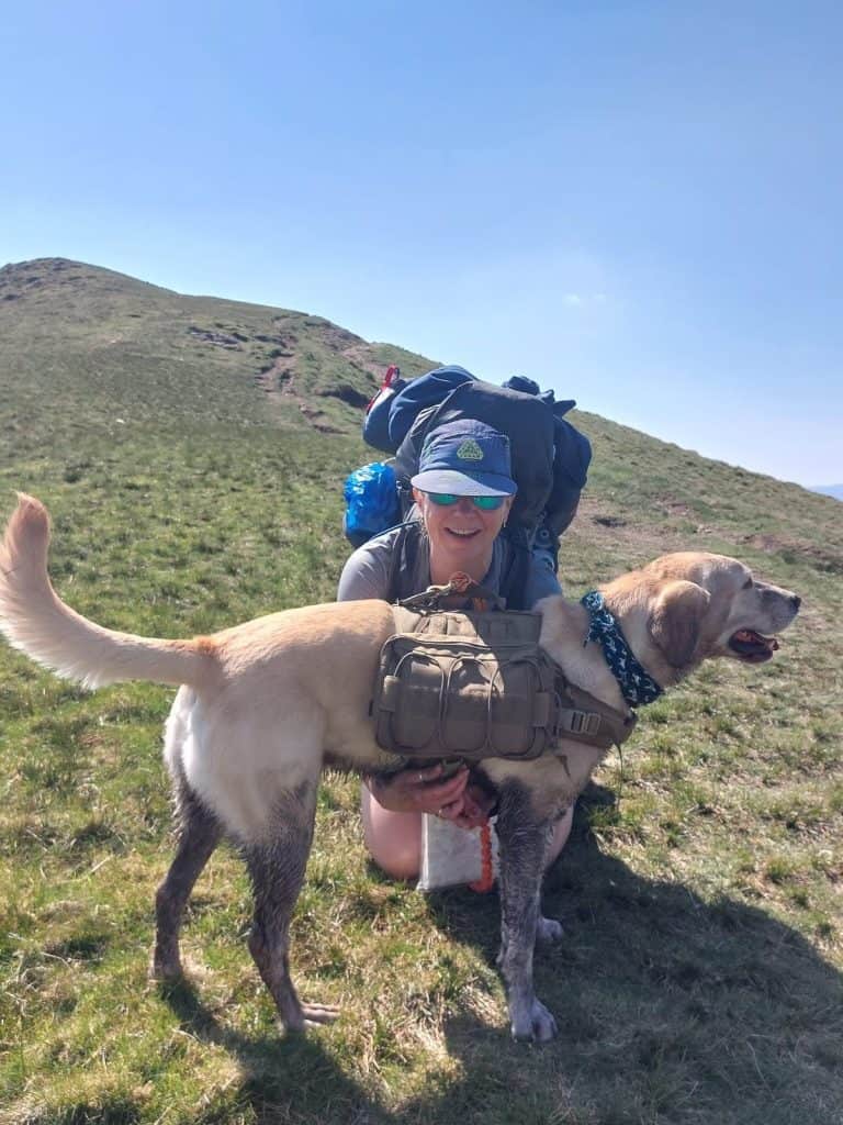 Expressive trail dog wearing a fitted canine hiking harness on an outdoor baseline walk.