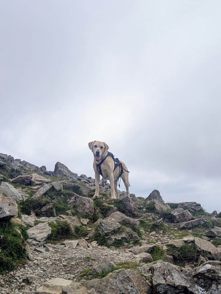 Agile dog safely navigating a technical mountain ridge scramble by checking her paw placement.