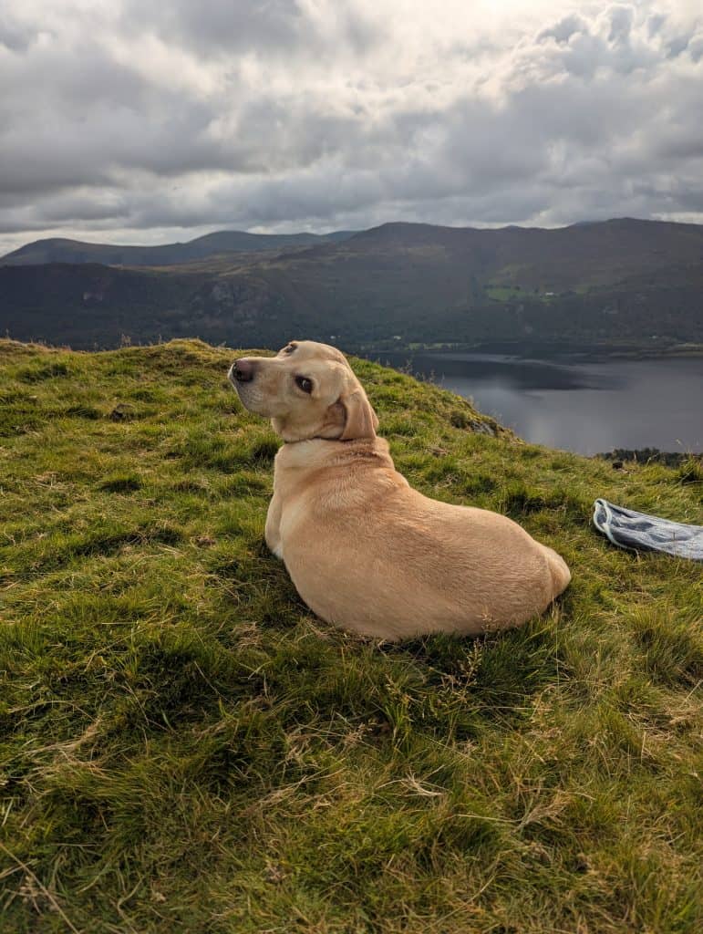 Content trail dog Poppy completely relaxed and settling down on grass during a hiking break.