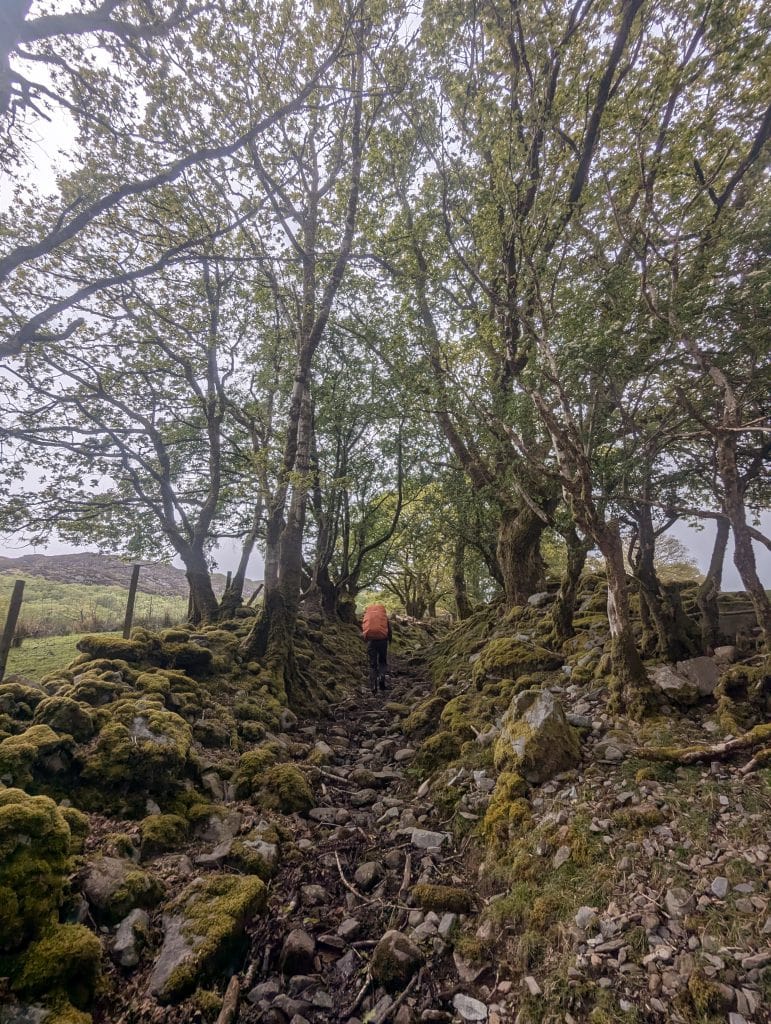 A distant backpacker with an orange pack cover walks up a rocky, ancient sunken trail bordered by moss-covered stone walls and gnarled green trees in Wales.