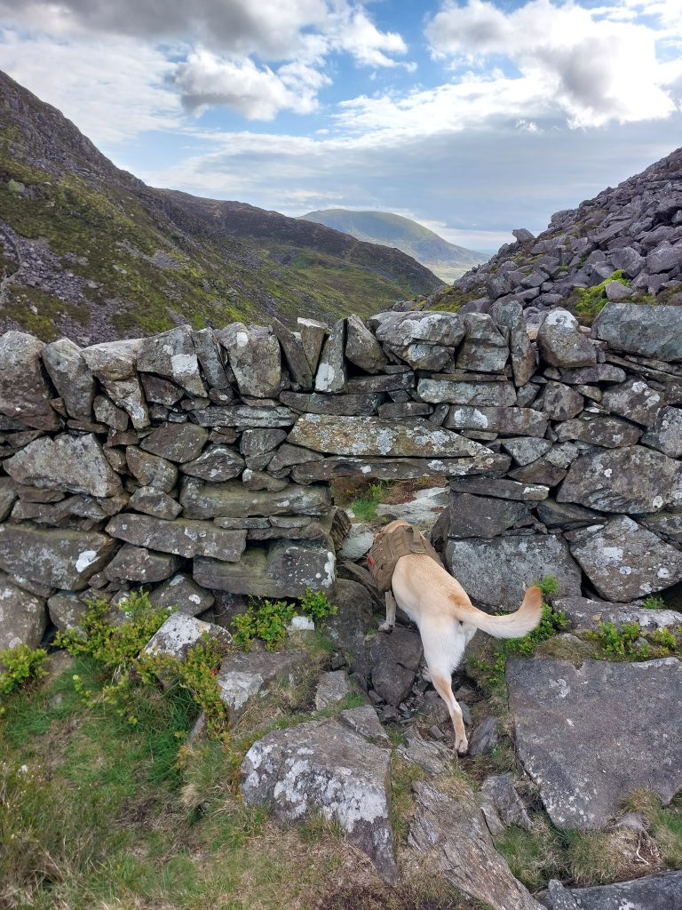 Yellow Labrador mix dog Poppy wearing a tan pack crawls through a small dog-gate opening in an old dry stone wall along a mountain trail in Wales.