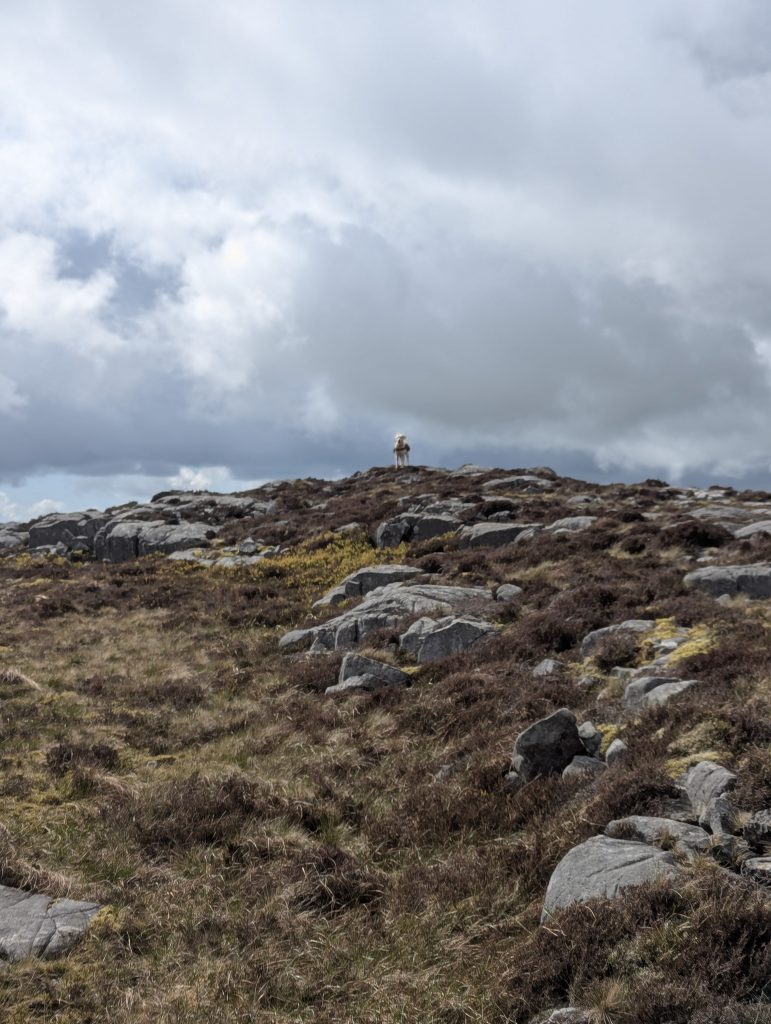 Distant view of yellow retriever mix trail dog Poppy standing on a rocky mountain crest surrounded by heather under a dramatic cloudy sky in Wales.