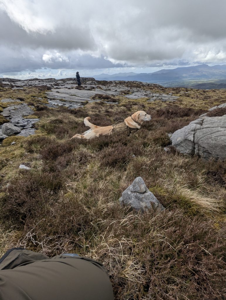 Yellow retriever mix trail dog Poppy wearing a tan pack lies down flat to rest in the brown heather on a wide rocky mountain ridge in Wales under a cloudy sky.