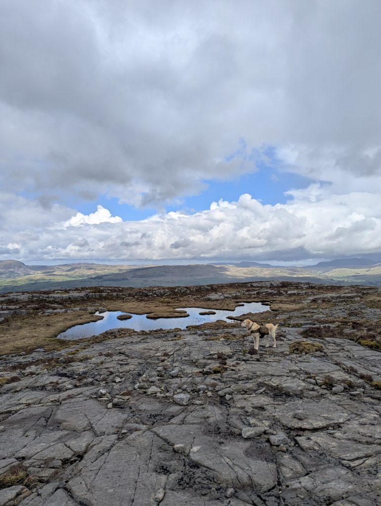Yellow retriever mix dog Poppy standing on a wide glaciated rock slab next to small mountain tarn pools along the Rhinogydd Traverse ridge in Wales.
