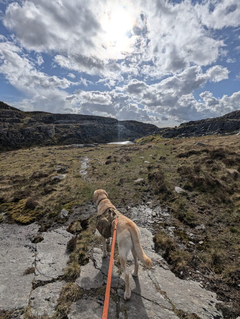 Yellow Labrador mix dog Poppy, wearing a tan saddlebag pack and attached to an orange leash, stands on a rocky trail looking towards a mountain tarn under a bright, cloudy sky.