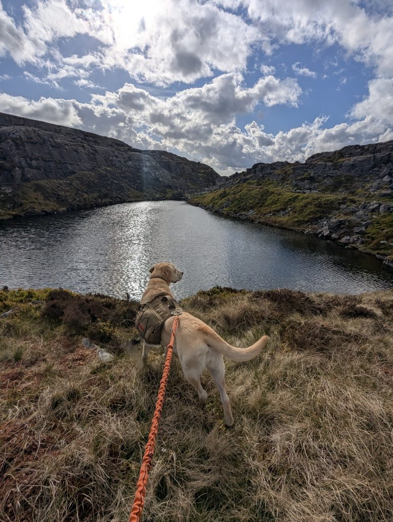 Yellow Labrador mix dog Poppy wearing a tan tactical pack stands on a grassy bank, looking out over a shimmering mountain lake surrounded by rugged ridges in Wales.