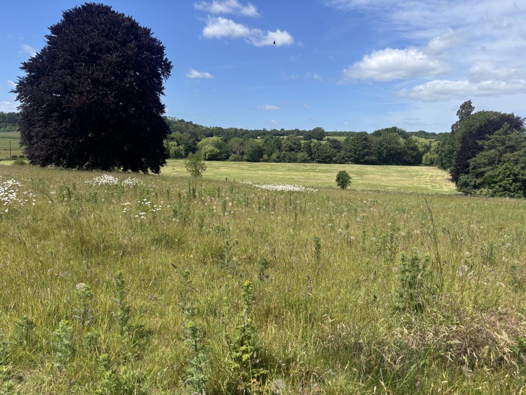 Expansive, rolling green fields under a bright, cloudless blue summer sky.