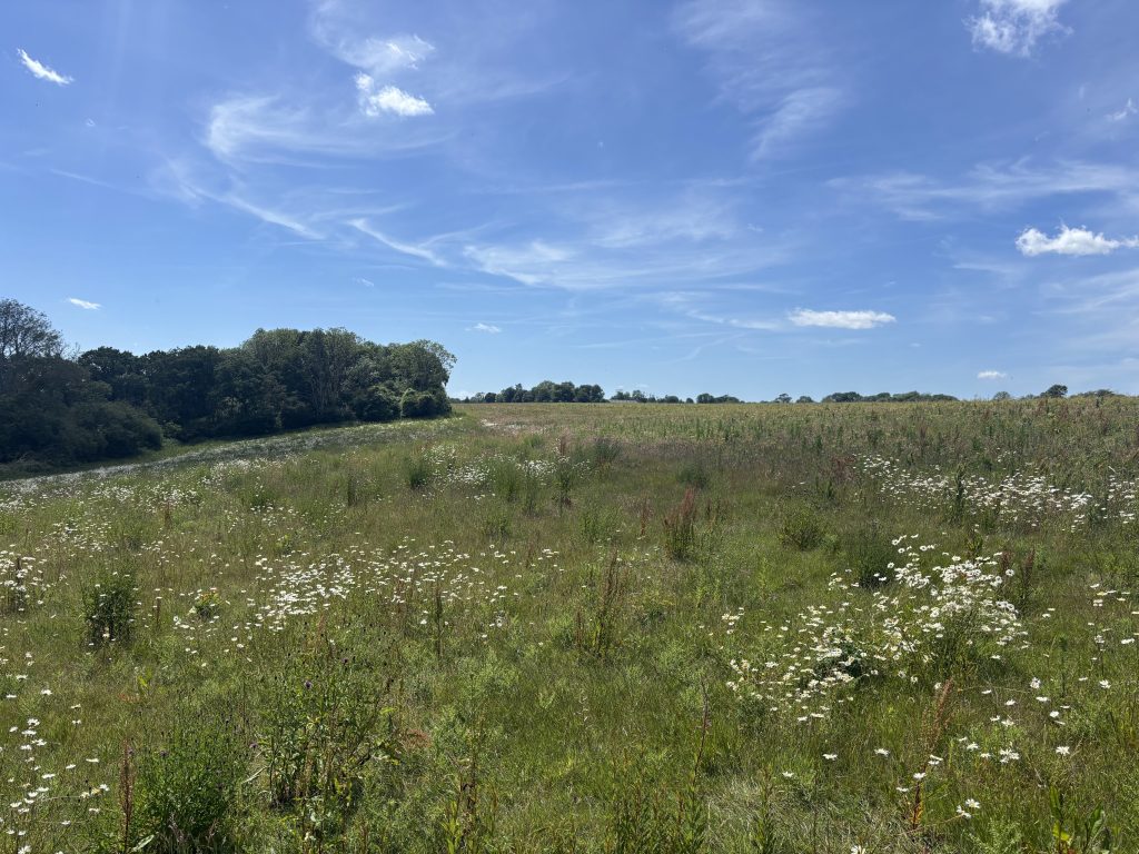 A narrow walking path running directly alongside a massive field of blooming summer daisies.