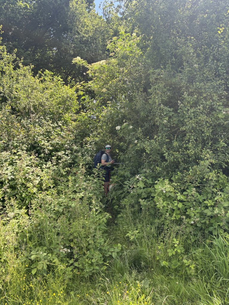 A heavily overgrown, narrow trail choked with tall stinging nettles and dense brambles.