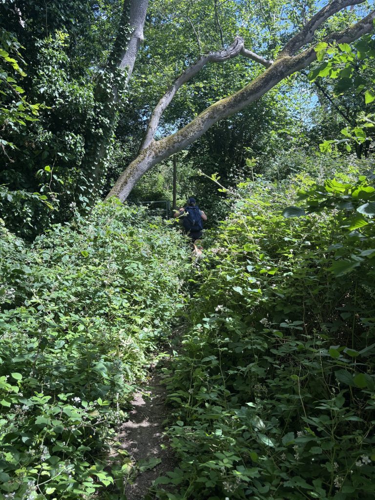 A severely overgrown trail section filled with thick brambles and stinging nettles.