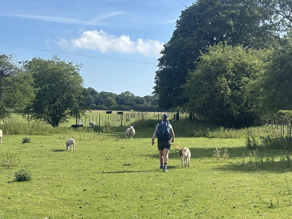 A group of curious alpacas standing in a grassy farm paddock next to the trail.