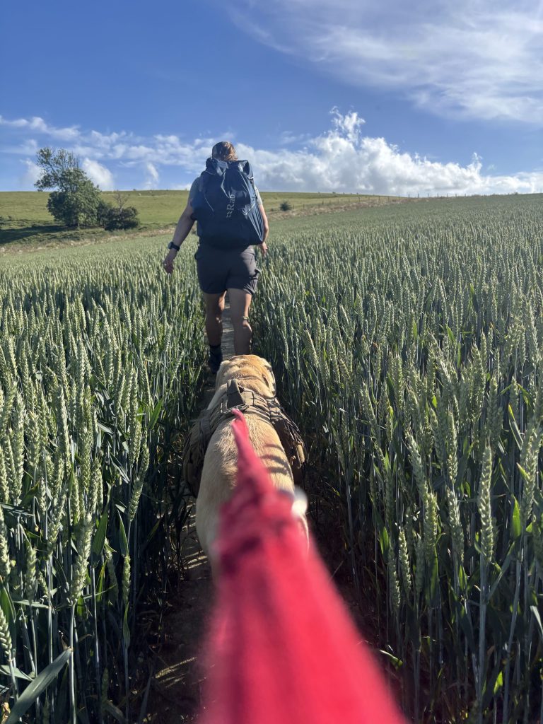 The hiking path leaving a golf course and re-entering wide open agricultural fields.