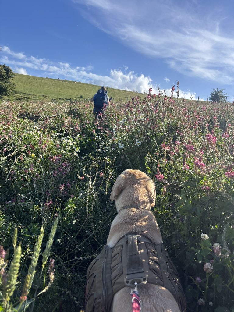A steep, rugged hill climb through a wild meadow leading up toward a large transmission mast.