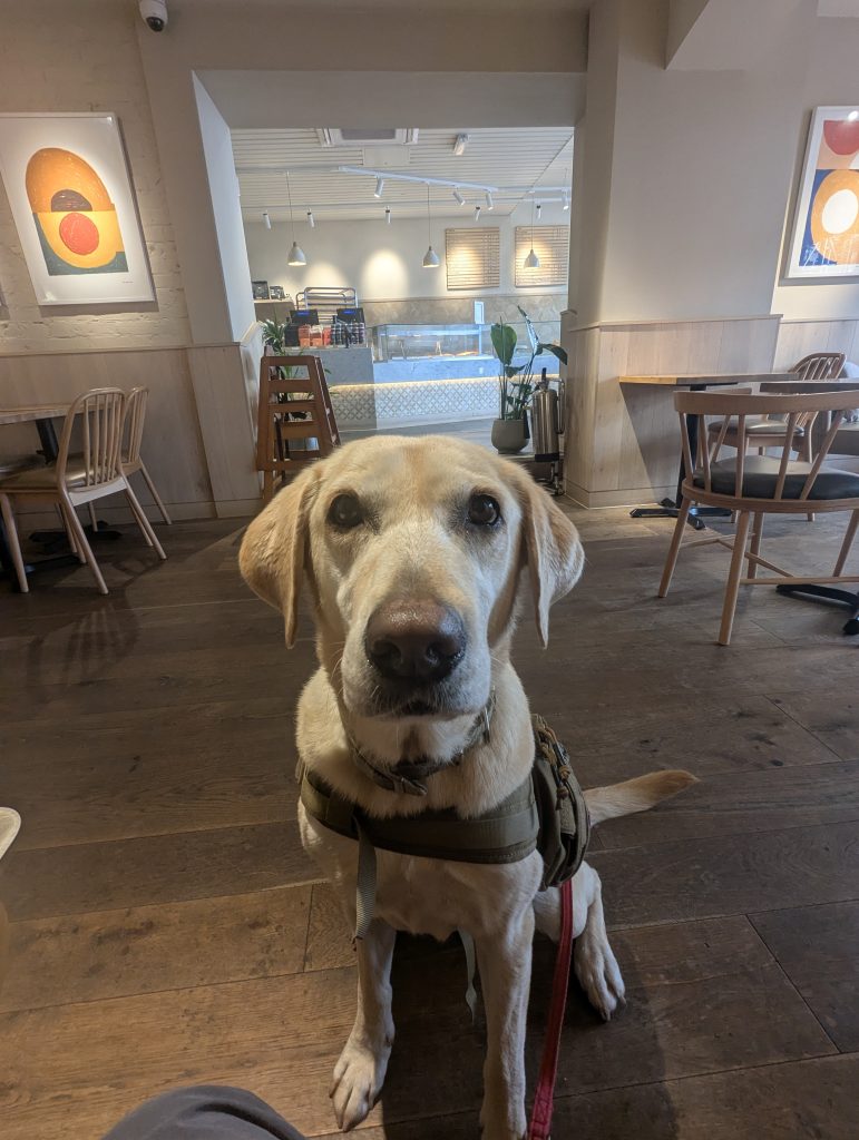 Trail dog Poppy eagerly awaiting a breakfast pastry outside the dog-friendly Cornish Bakery in Canterbury.