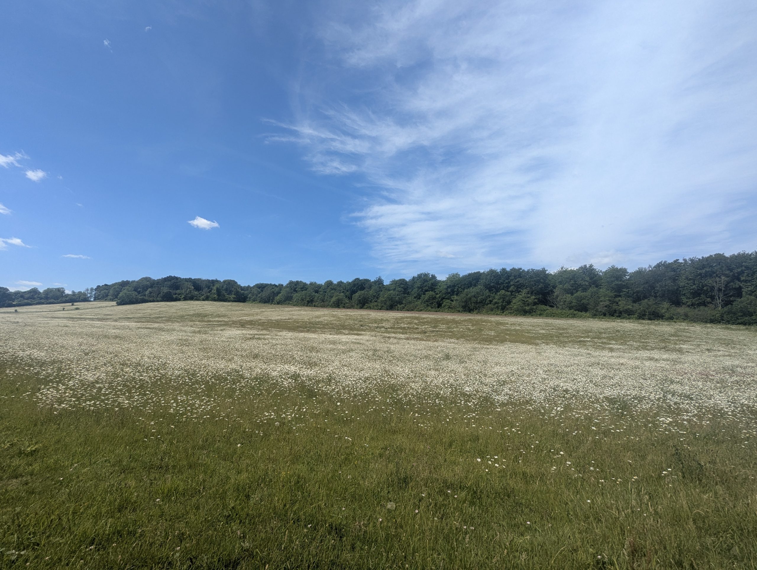 A vibrant, sunlit meadow filled with blooming white daisies along the Elham Valley Way hiking trail in the Kent Downs AONB, featuring a yellow Labrador cross trail dog exploring the grassy path under a bright summer sky.