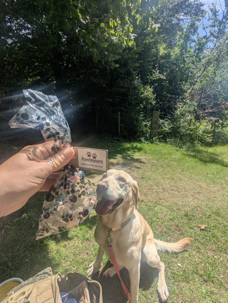 Yellow Labrador cross Poppy happily chewing on a dog treat while resting on the grass.
