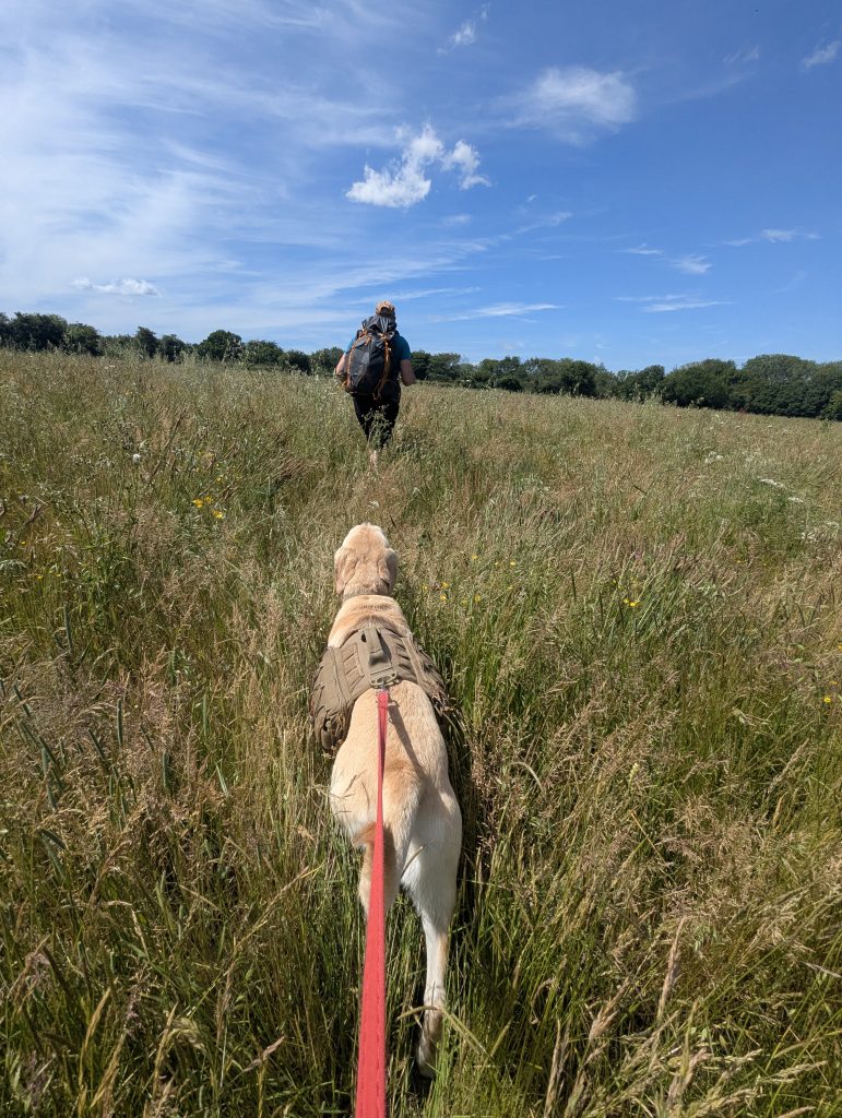 Hikers threading their way through dense, waist-high summer grass.