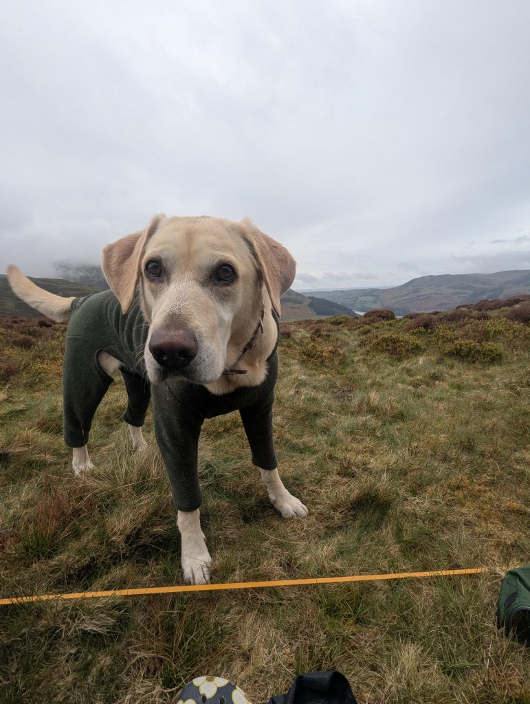 An active trail dog wearing a dark green Polartec fleece full-body jumpsuit stands on a rugged, heathery mountain ridge under a moody, overcast sky in the Lake District.