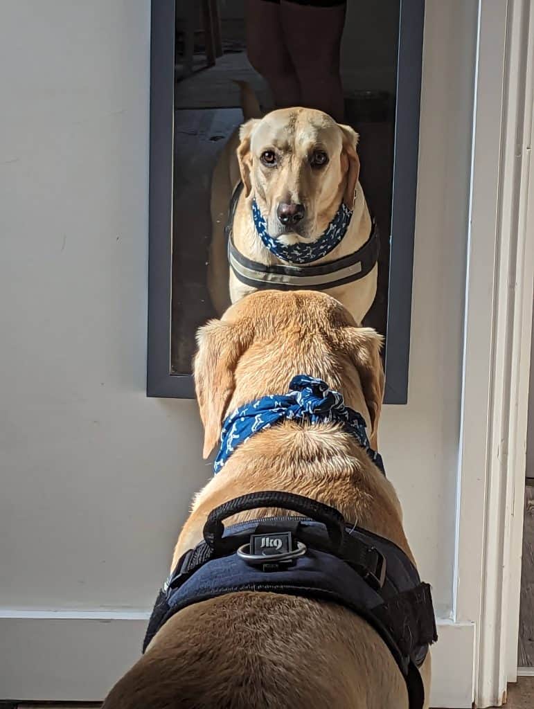 Yellow Labrador mix dog Poppy wearing a black JK9 harness and blue bandana, looking at her reflection in a mirror at home.