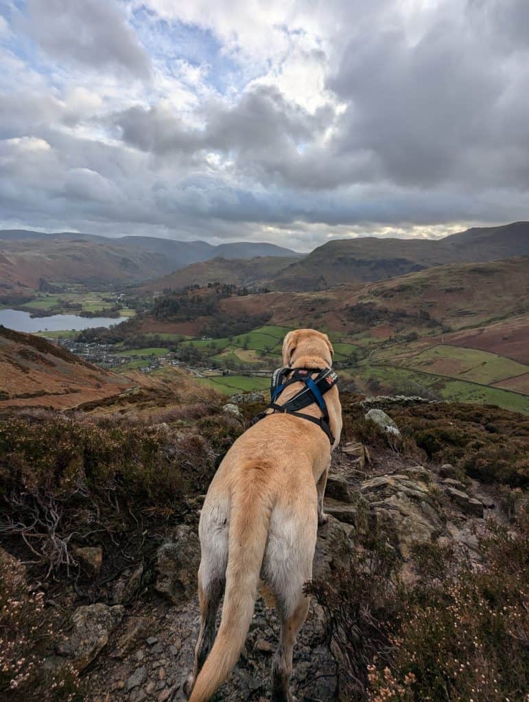 Active working breed trail dog Poppy standing alert and ready for a long distance hiking journey.