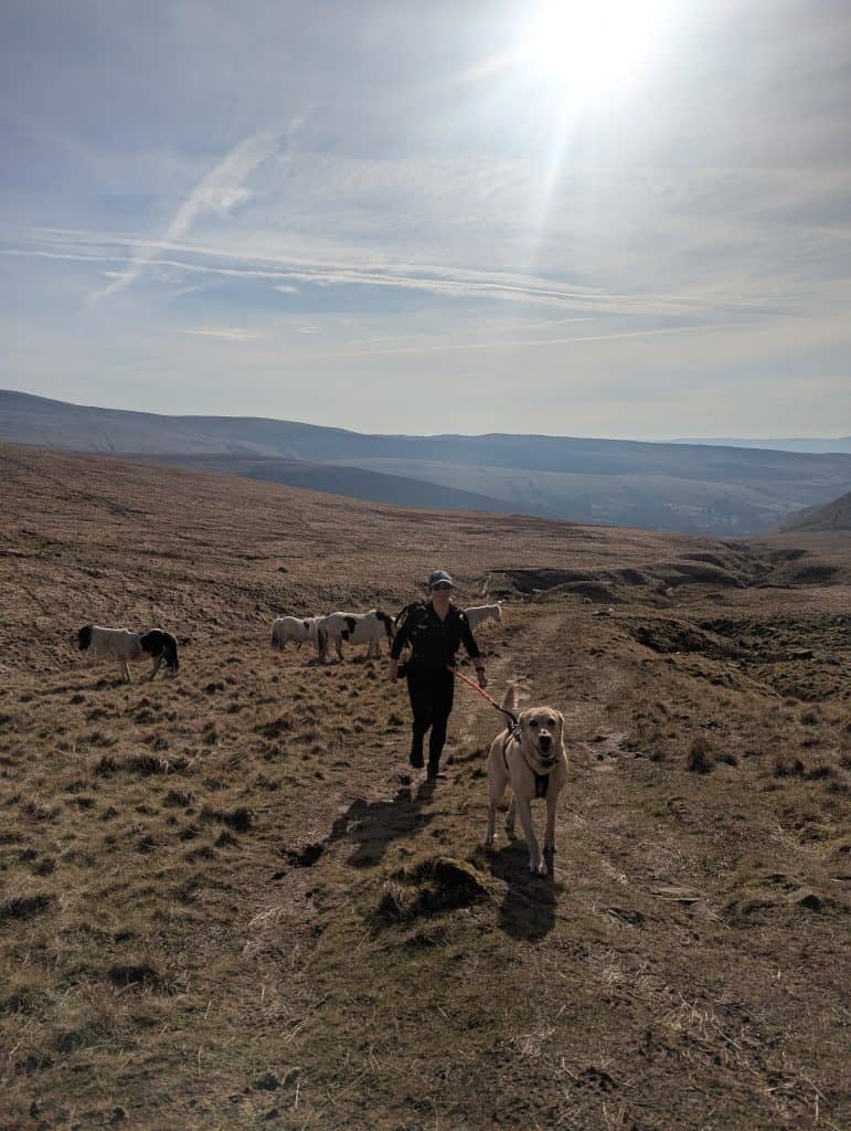 Hiker navigating a mountain ridge with a dog during shifting weather conditions.