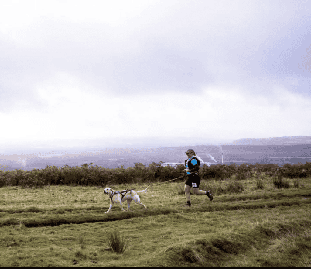 Fit dog Poppy pulling forward dynamically during a structured canicross endurance running session.
