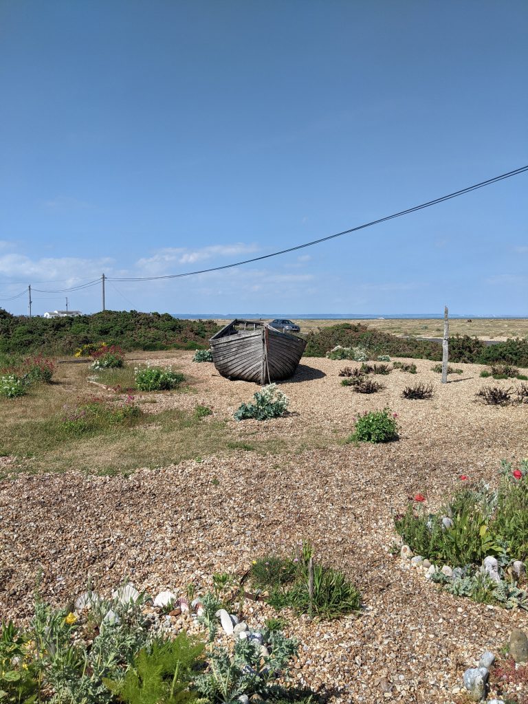 Abandoned, weathered wooden fishing boat resting on the Dungeness shingle surrounded by sea kale.