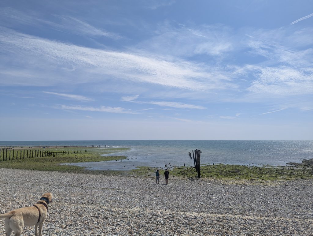Yellow Labrador cross trail dog Poppy standing on the wide shingle beach at Cuckmere Haven looking toward two distant walkers near the sea and old wooden groynes.