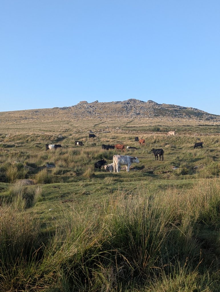 A herd of cows and calves grazing on a grassy hill dotted with granite boulders under a clear blue morning sky on Dartmoor.