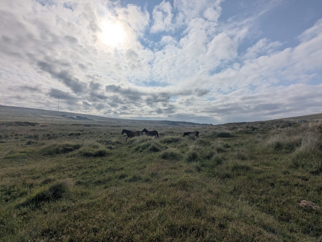 Three wild Dartmoor ponies galloping across open moorland grass in the early morning sunlight below King's Tor.