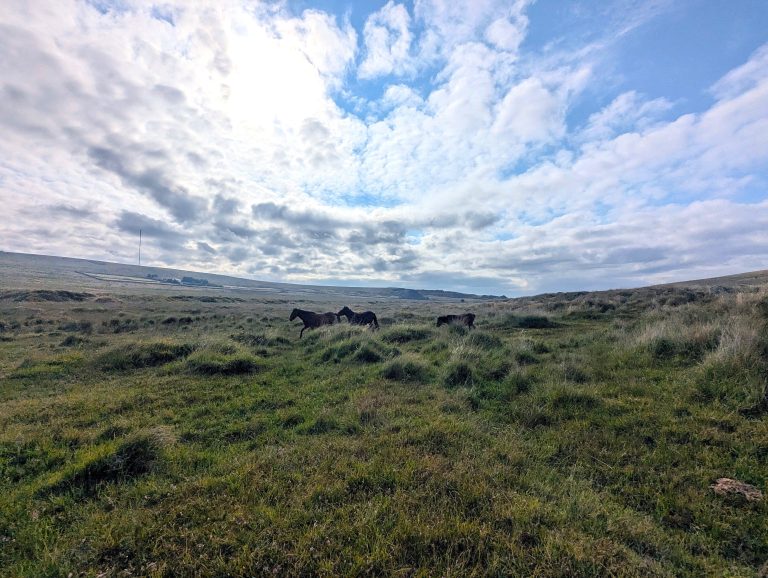 Three wild Dartmoor ponies galloping across open moorland grass in the early morning sunlight below King's Tor.