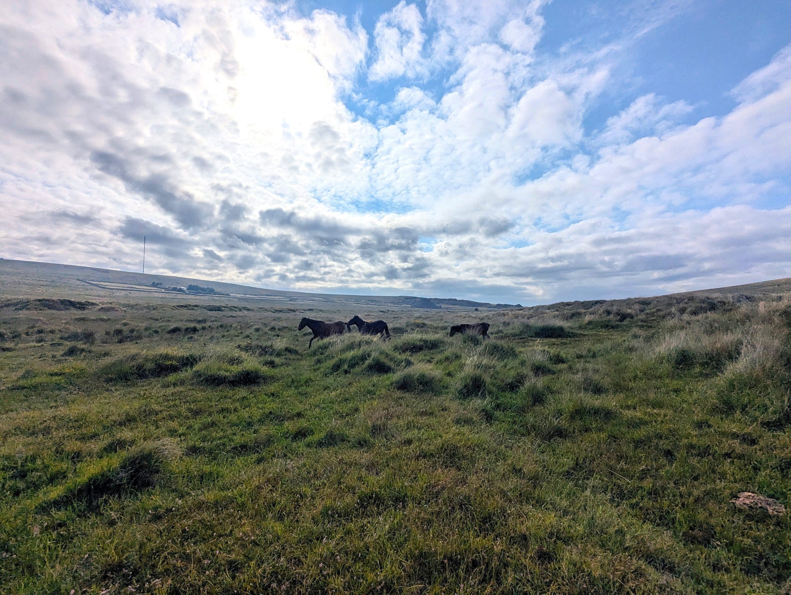 Three wild Dartmoor ponies galloping across open moorland grass in the early morning sunlight below King's Tor.