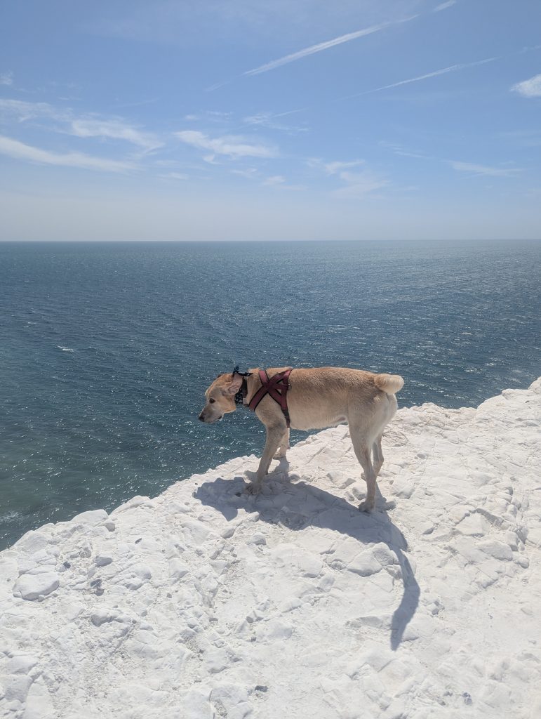 Yellow Labrador, trail dog Poppy standing safely in a red harness on the high, exposed white chalk cliff edge of Seaford Head, looking down at the blue English Channel.