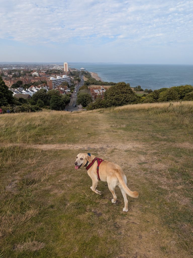 Yellow Labrador, trail dog Poppy standing on the grassy slope of the South Downs in a red harness, looking back over her shoulder with Eastbourne and the sea below.v