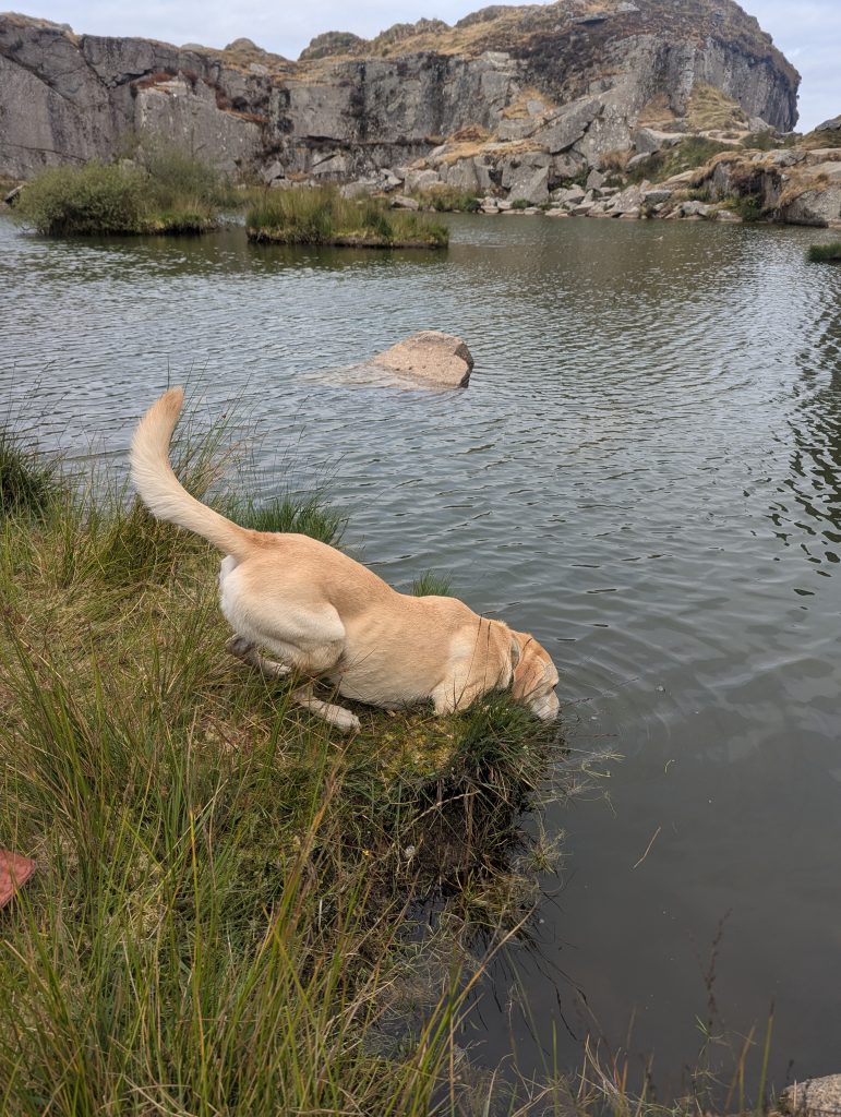 Yellow Labrador cross Poppy leaning over a grassy bank to drink water from the clear pool at Foggintor Quarry on Dartmoor.