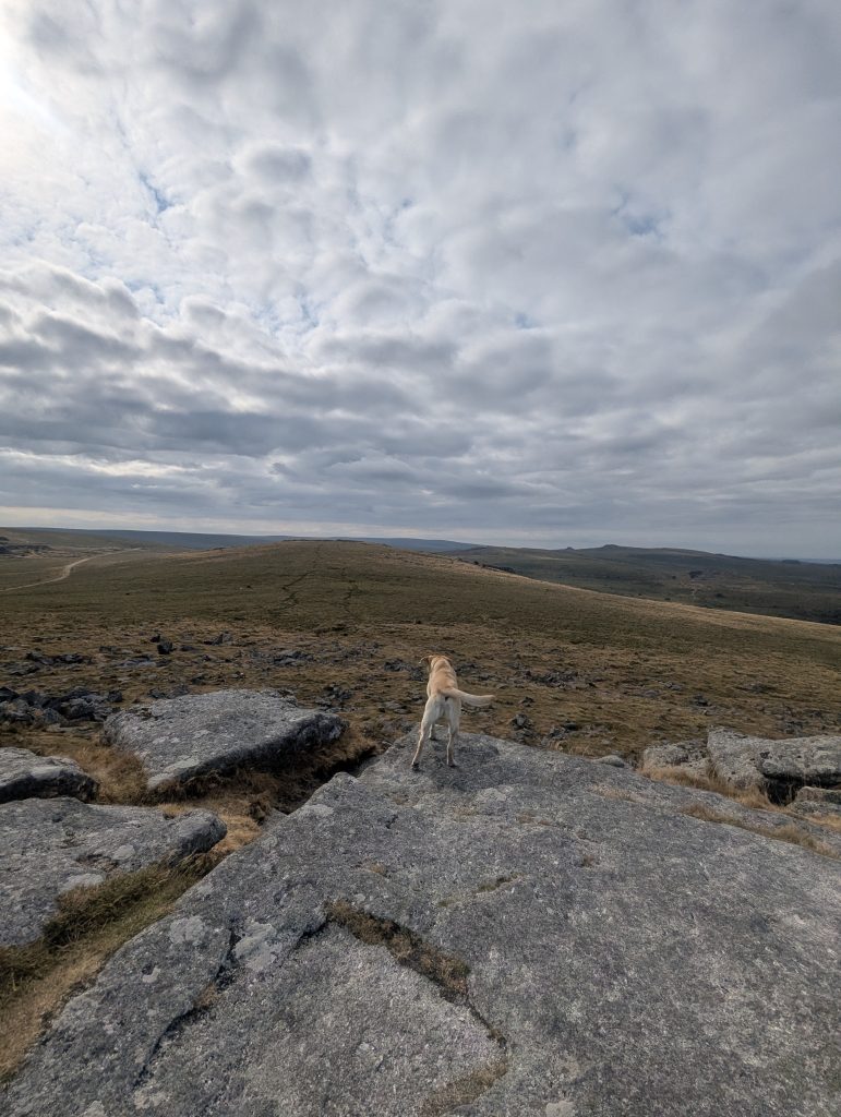 Yellow Labrador cross Poppy standing on a large flat granite boulder looking out across the vast open brown moorland under a cloudy sky on Dartmoor.