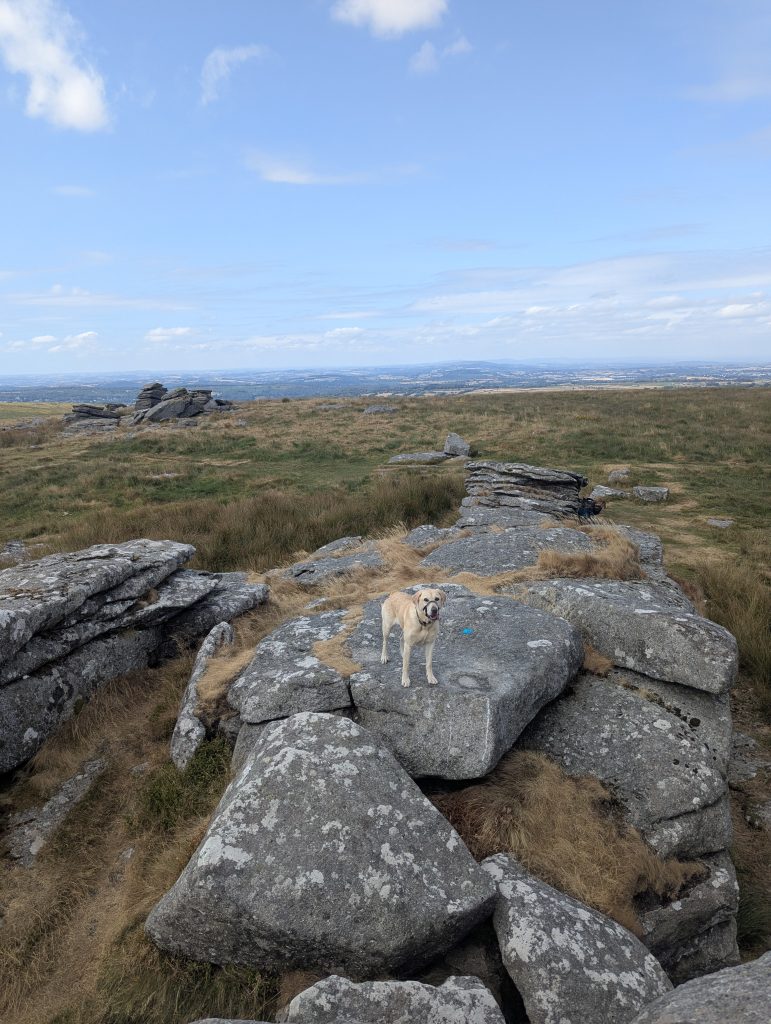 Yellow Labrador cross Poppy standing alert on flat granite rock slabs at Leeden Tor on Dartmoor National Park.