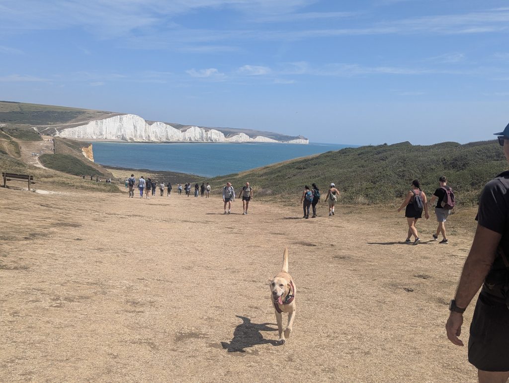 Yellow Labrador, trail dog Poppy trotting happily toward the camera down a wide, sun-baked dirt track in Cuckmere Haven with hikers and the white Seven Sisters cliffs in the background.