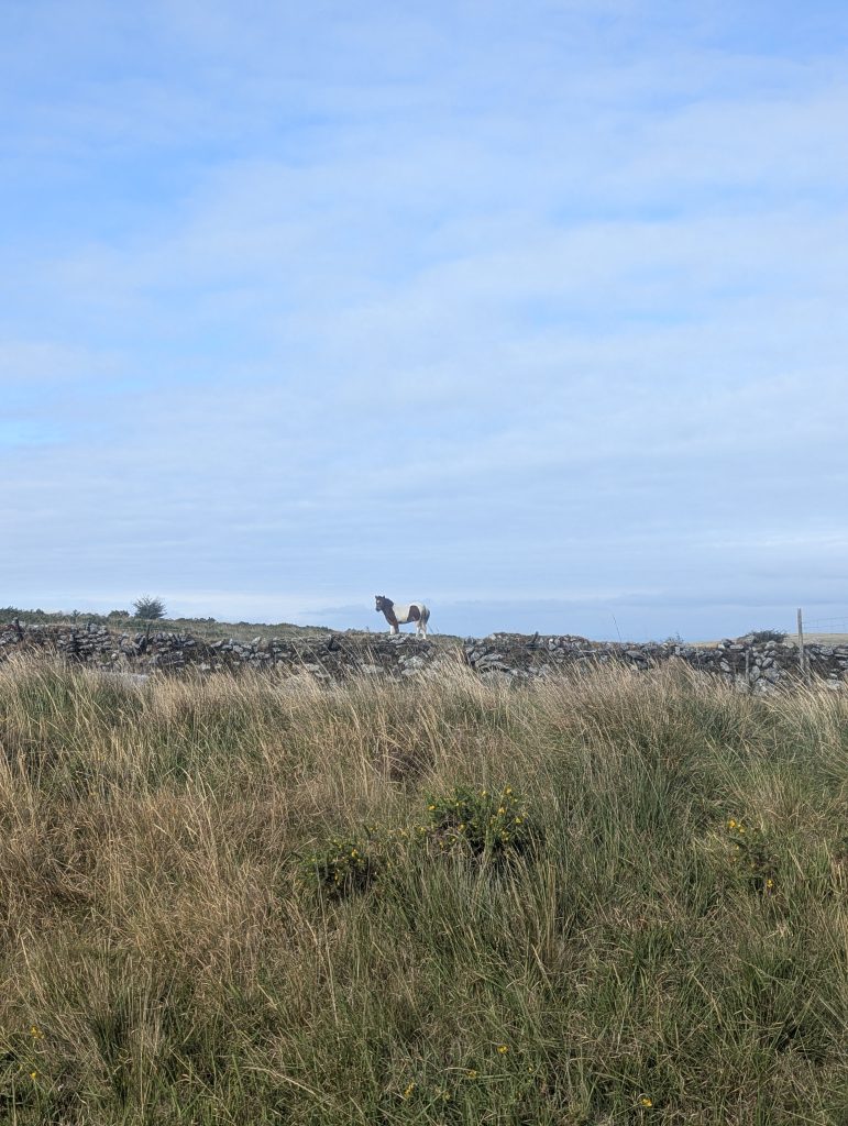 A brown and white skewbald Dartmoor pony standing prominently on a ridge behind a historic drystone wall under a soft blue sky.