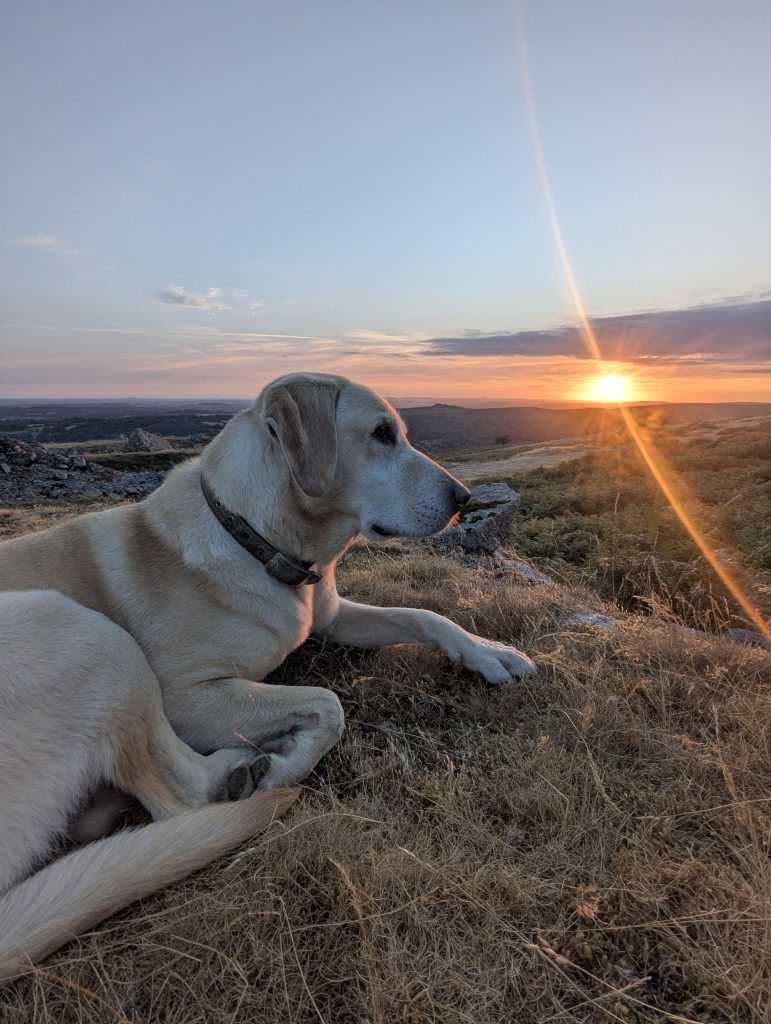 Yellow Labrador cross Poppy lying peacefully on dry grass at Swelltor Quarry as the sun sets over the horizon on Dartmoor.