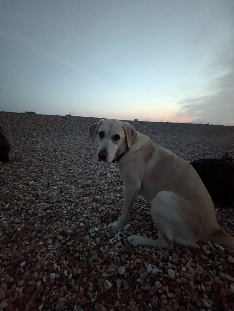 Yellow Labrador cross Poppy sitting patiently on the rough Dungeness shingle during evening twilight.