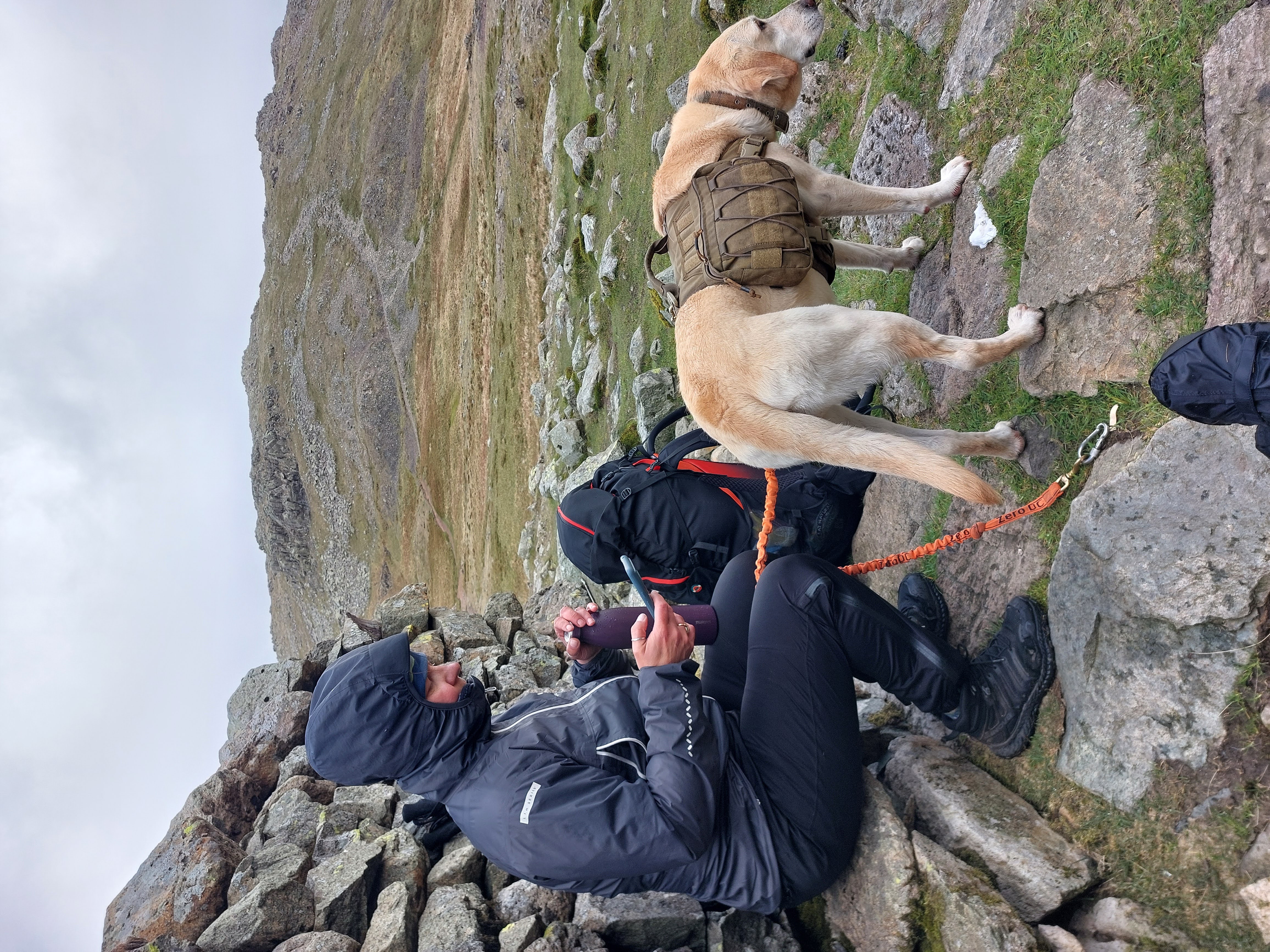 A mountain trekker wearing a Harrier Dartmoor waterproof jacket and trousers sits on a stone wall while checking a phone. A yellow Labrador wearing a tactical dog harness stands nearby on rocky ground in the UK Lake District.