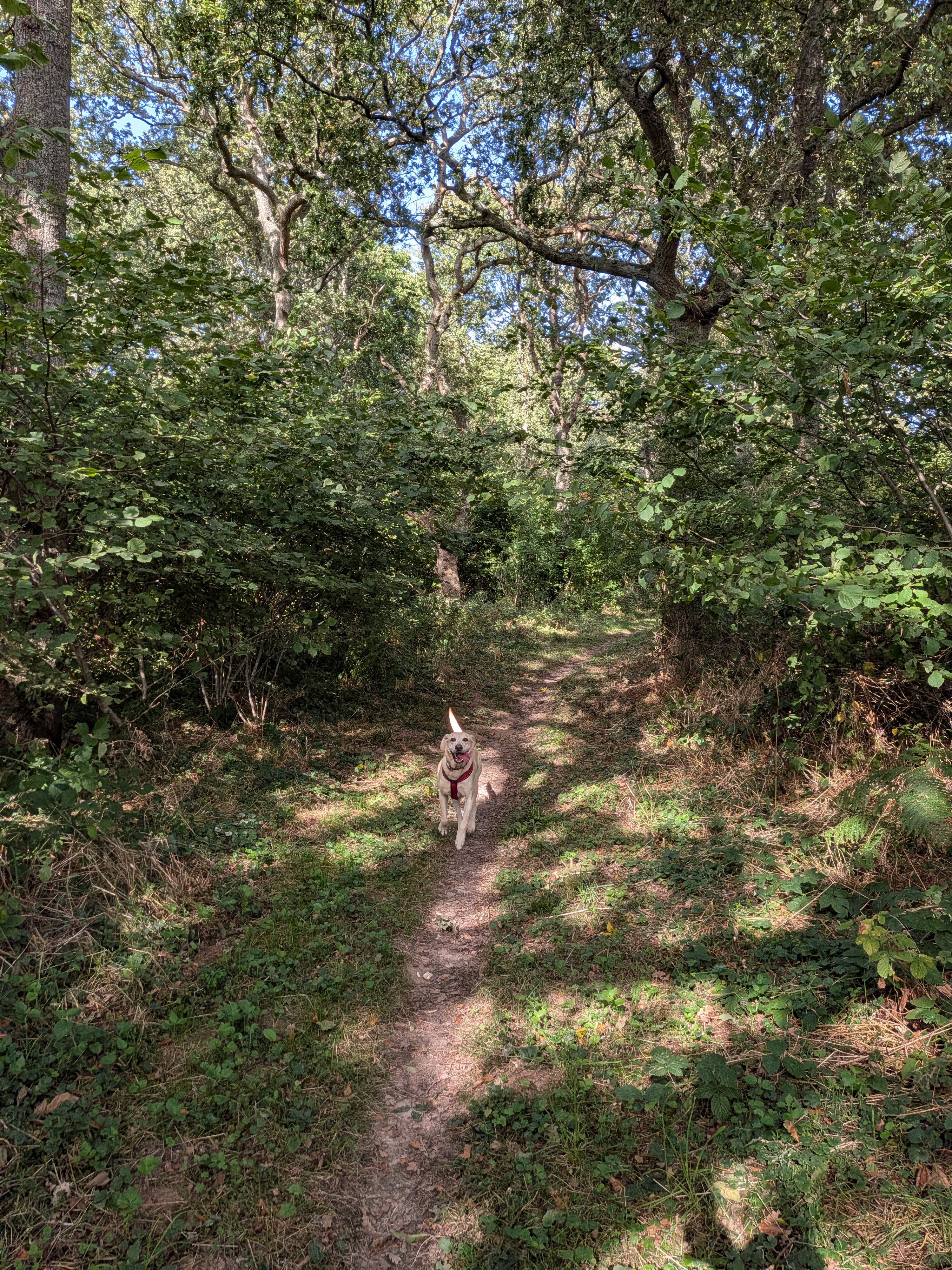 A yellow Labrador running along a dappled woodland singletrack path beneath mature trees in Kent