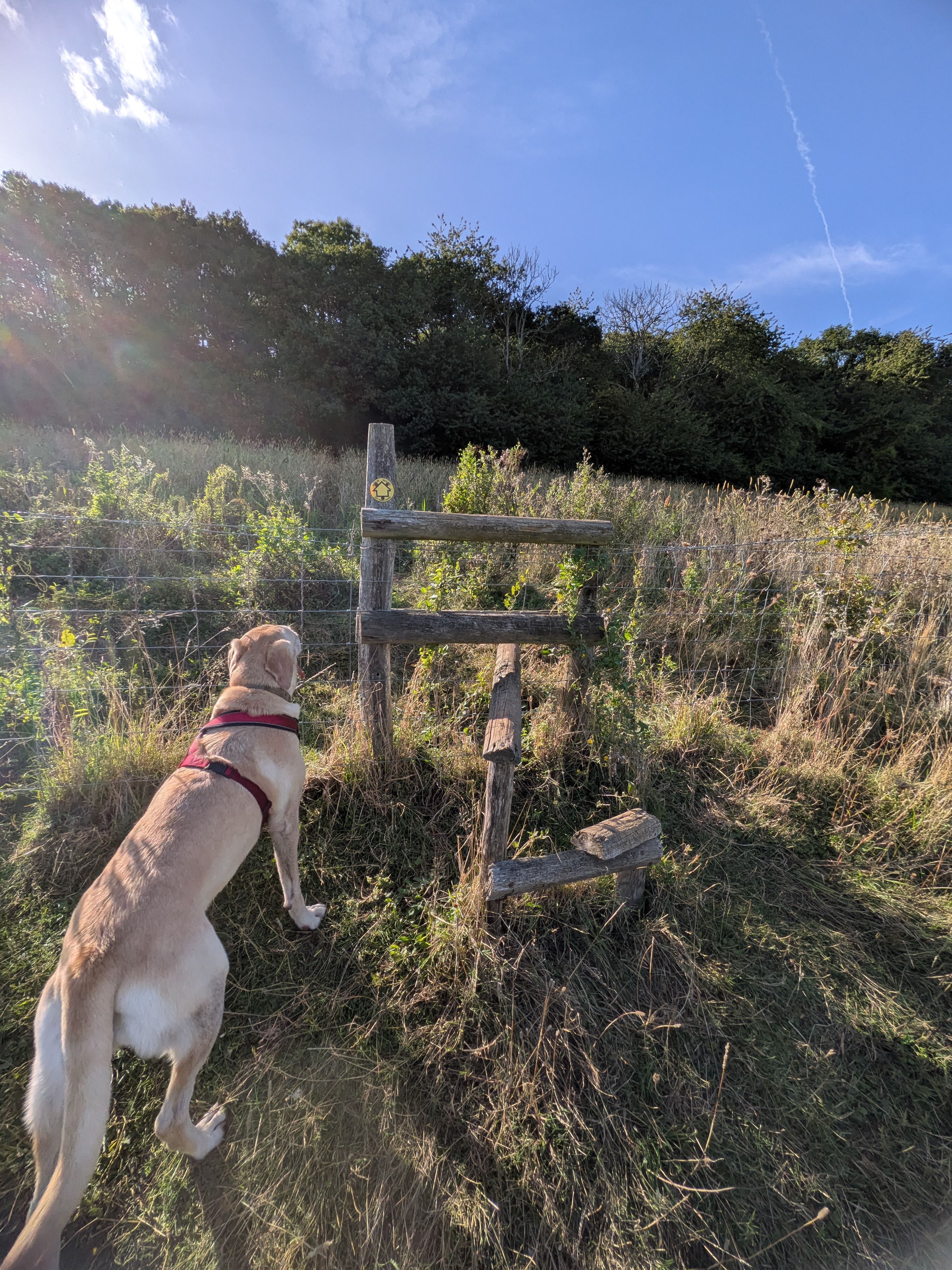 A golden dog wearing a red harness looking up at a tall wooden stile next to a wire fence line in a high field