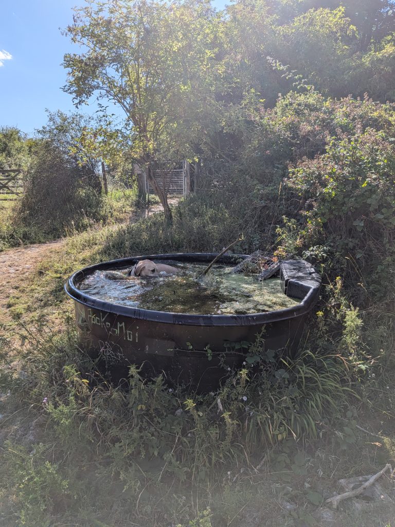 Golden Labrador cooling off in a black agricultural water trough during a warm hike on the Wye Downs.