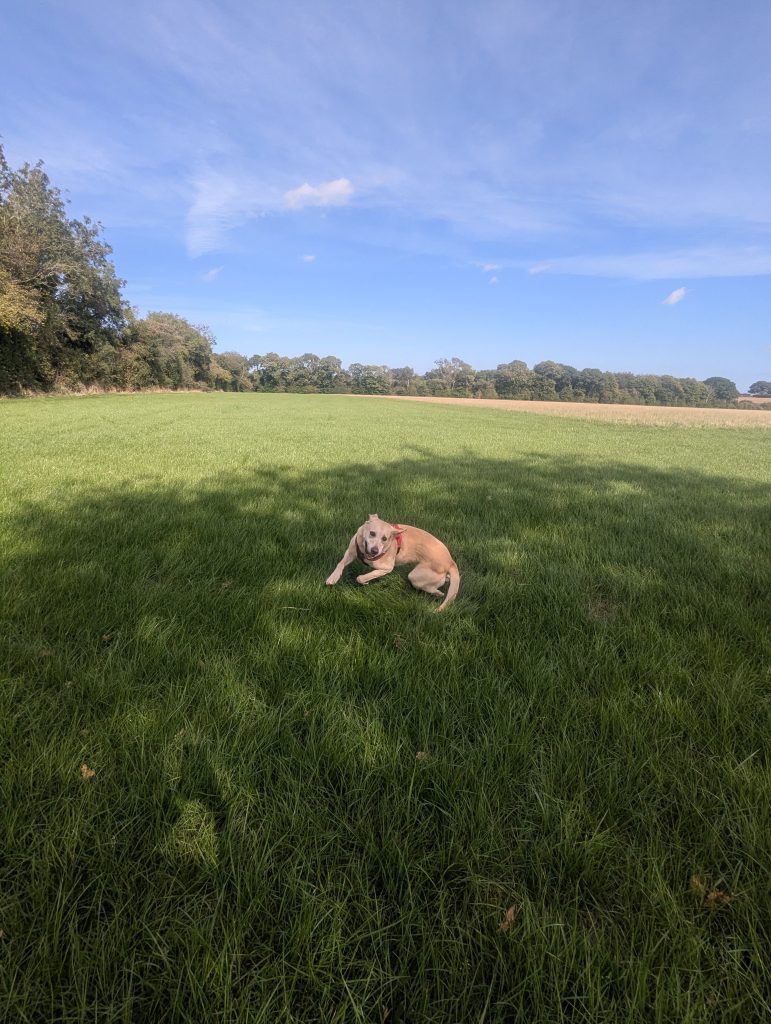 A happy dog running off-lead across a sprawling green open field in the Kent countryside