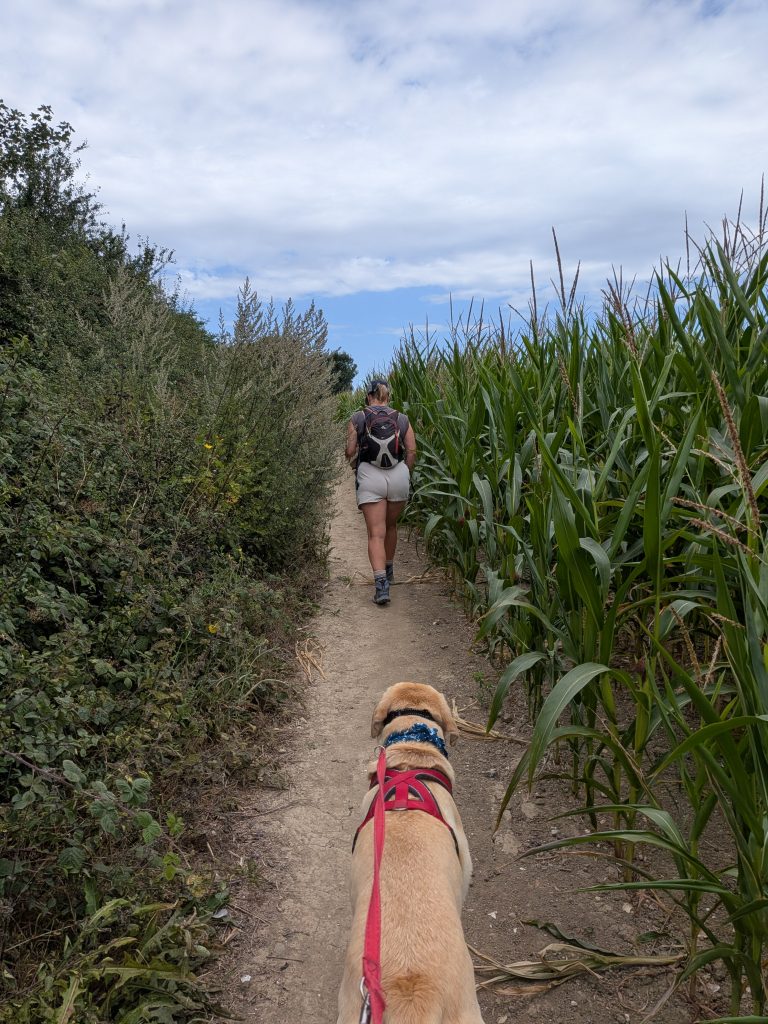 A woman and a yellow Labrador on a red lead walking down a dirt path bordered by tall cornstalks on a summer day near St Margaret's Bay.
