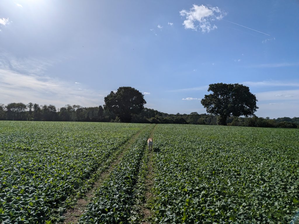 A dog walking down a tractor track through a lush green crop field toward mature oak trees under a blue sky