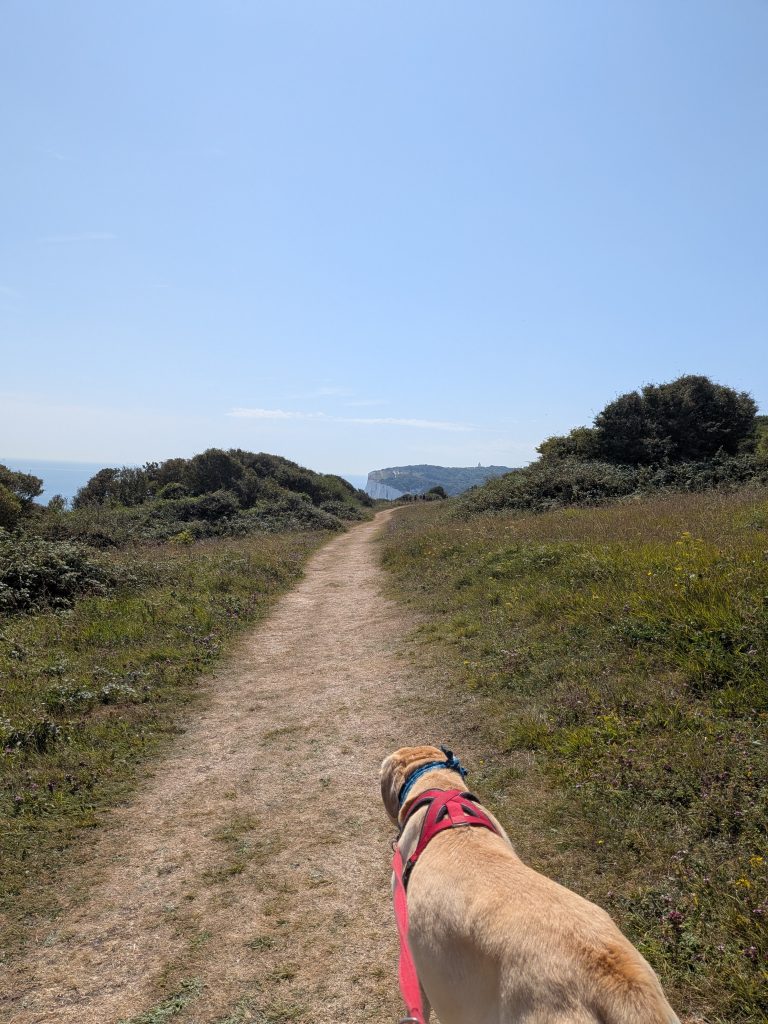 A yellow Labrador on a red lead walking along a dirt coastal path, with the white chalk cliffs visible in the distance.
