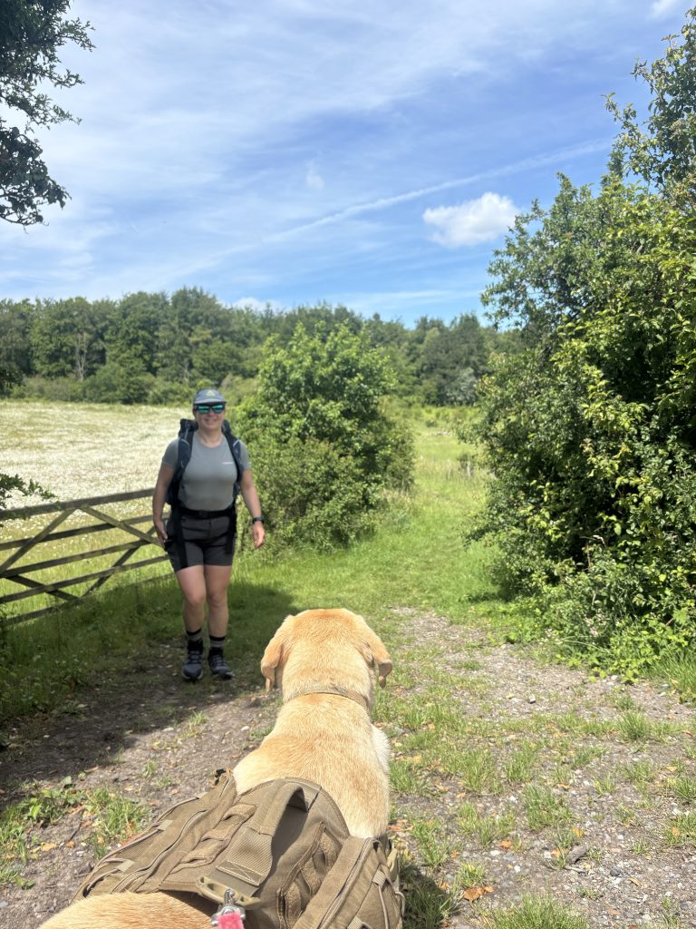 A female hiker walking toward a wooden farm gate on a sunlit track with a yellow Labrador in the foreground on the Elham Valley trail.